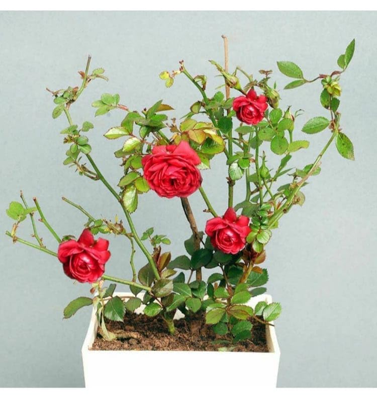 NEW DEBNATH NURSERY, Red Desi Rose Live Plant Desi Gulab Plant Rosa moschata Flower Plant All Season Plant Fragrant Rose Plant For Home and Garden Desi Rose Flower Plant D1 (B0CRQYL24Q) Amazon Price History, Amazon Price Tracker