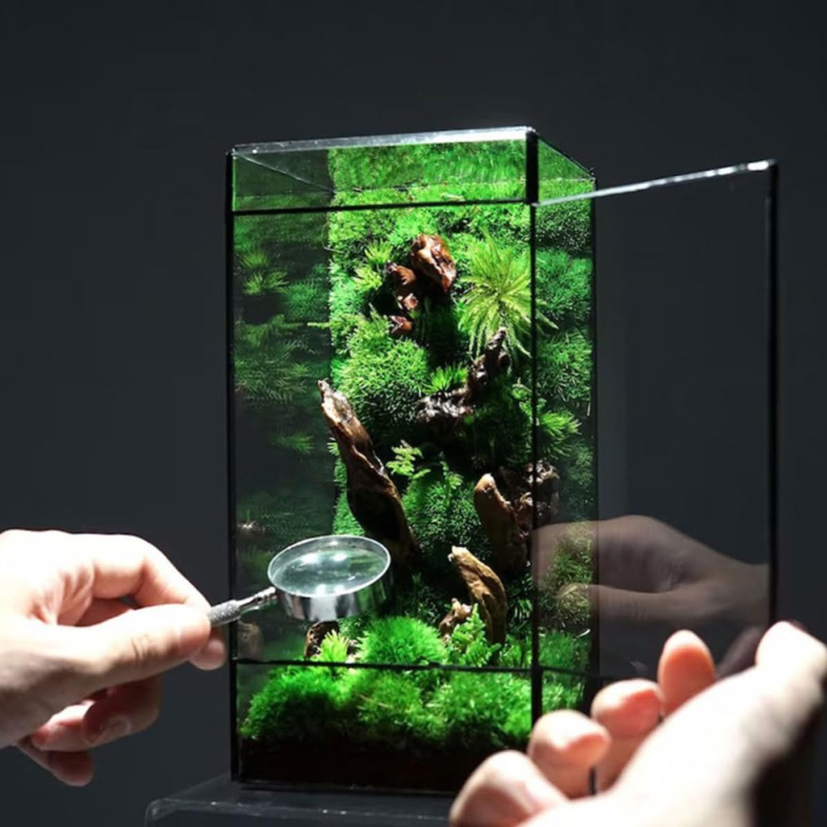 Terrario de Vidrio Geométrico Negro para Plantas y Flores | Contenedor de Micro Paisaje, Caja Vacía Estructura de Estaño, Decoración para Hogar y Sala
