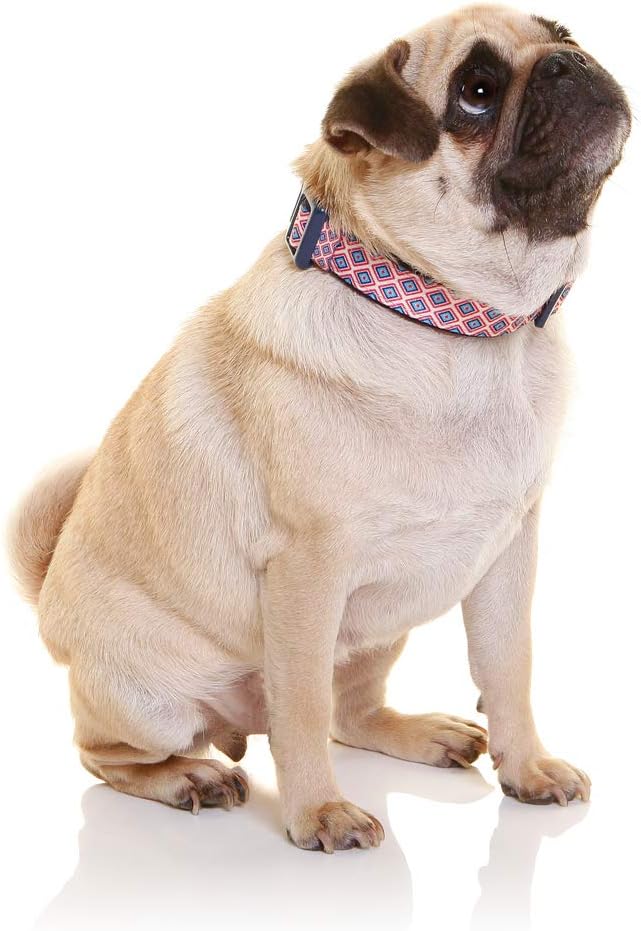 DOOG - Soft and Breathable Neoprene Padded Adjustable Dog Collar Available: XSmall, Small, Medium, and Large Dogs and Puppies for Walking, Running, Water Friendly Pool Lake Beach Swimming