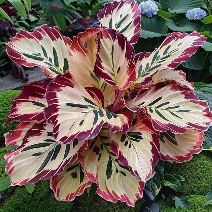 Hosta Bulbs UK,Rhizome for Planting, Excellent Display,Hosta Mix,Perennial-3bulbs-E