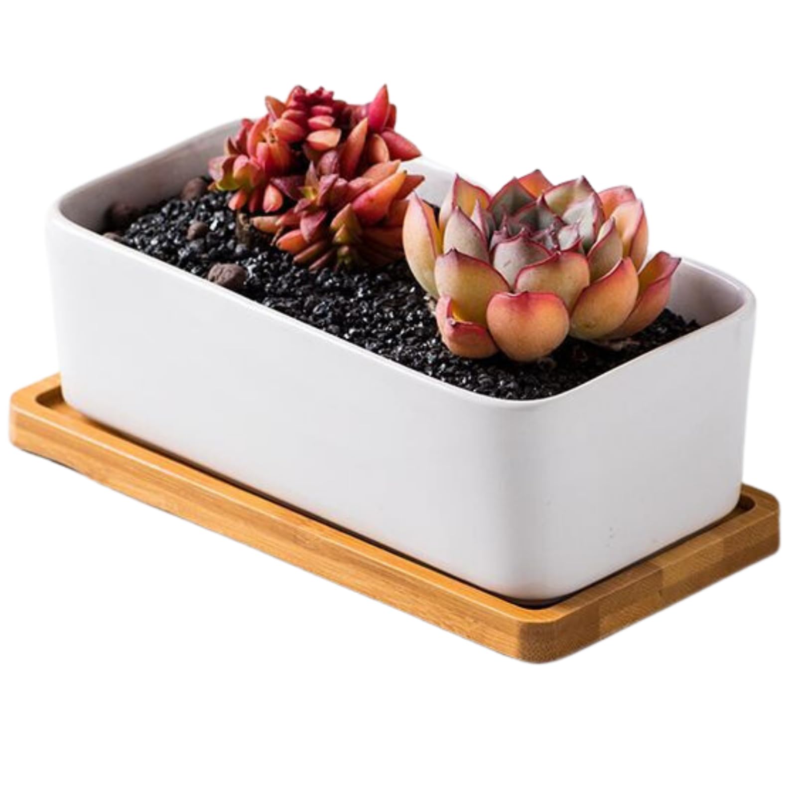 Amazon.co.jp: Quikaboo 植木鉢 陶器 サボテン 鉢 多肉植物鉢