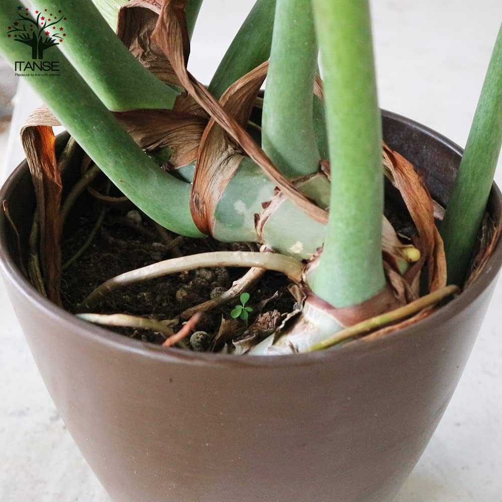 【希少】フィロデンドロンボブシー　極斑入り　スプラッシュの様なハーフ斑♡ 希少】フィロデンドロンボブシー 極斑入り スプラッシュの様なハーフ斑♡