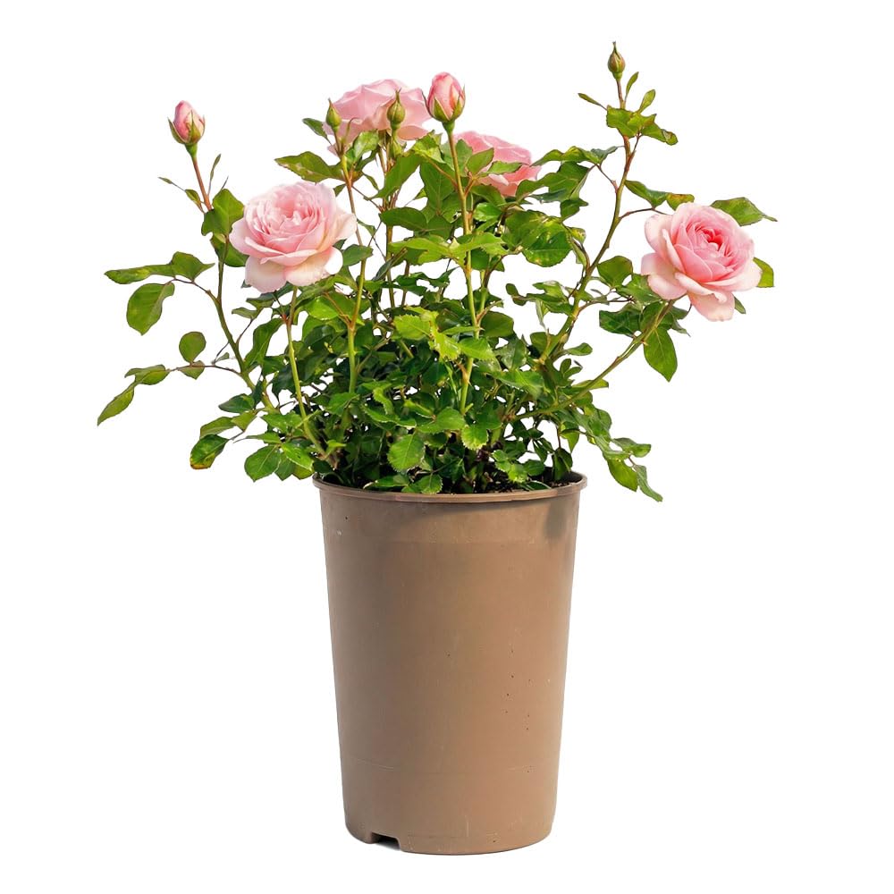 Blush Majesty – 3L Potted Pink Bush Rose Patio Plant – Hardy Outdoor Flowering Shrub for Patio Pots & Garden Borders – Repeat Summer Blooms