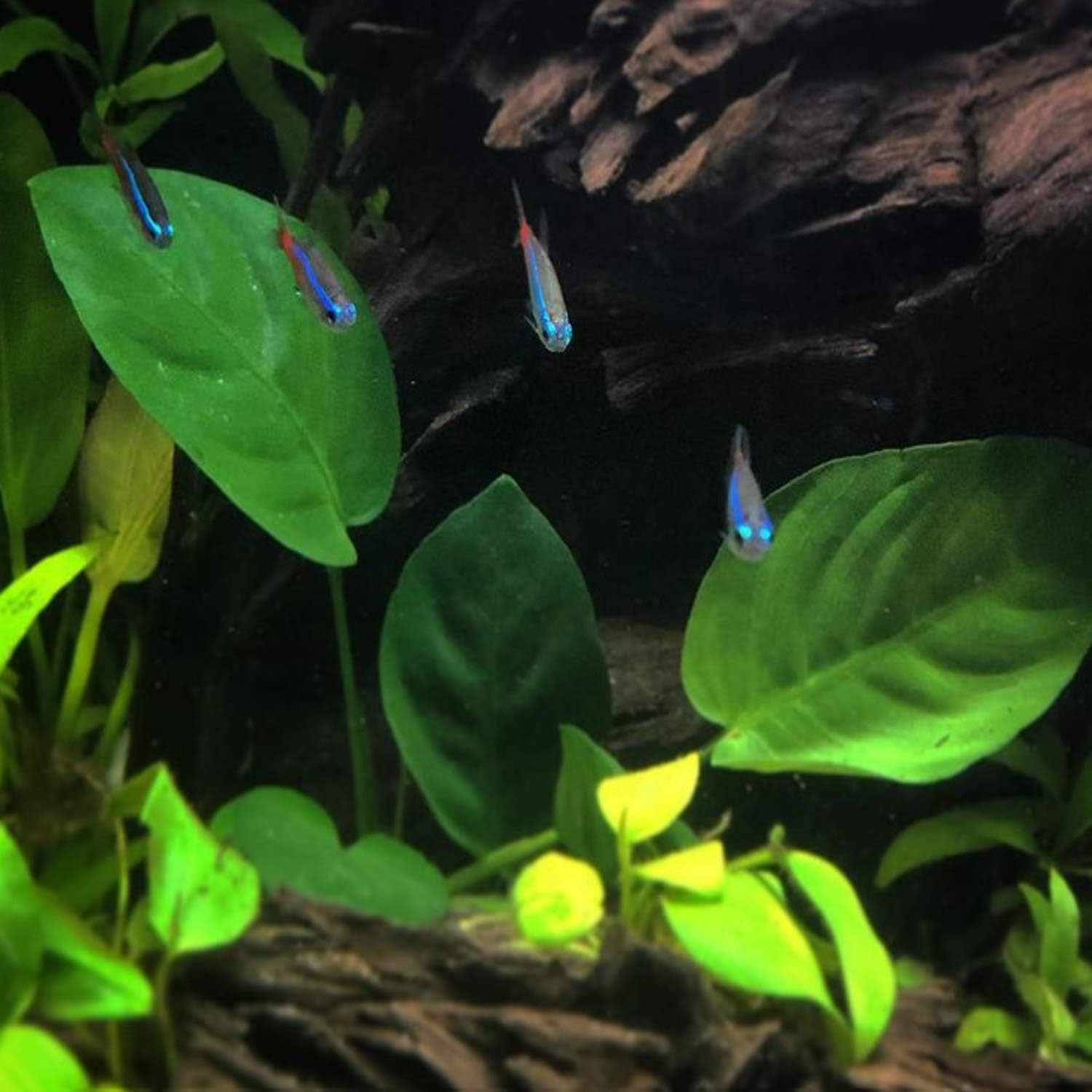 Anubias Barteri VAR. Barteri Mother Potted XXL Live Aquarium Plant Tropical Freshwater Decorations