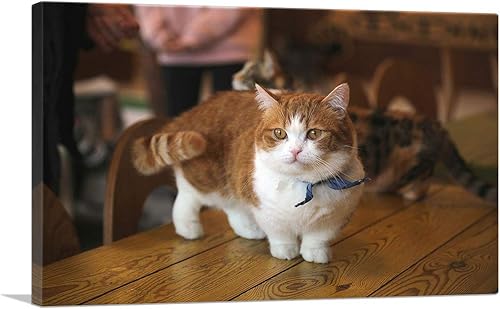 Miniatura 1 de ARTCANVAS Munchkin Cat Home decor Canvas Art Print Stretched Framed Painting Picture Poster Giclee Wall Decor - 26" x 18" (1.50" Deep)