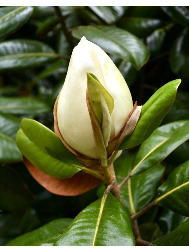 Magnolia grandiflora gallisoniensis pianta in vaso ø30 cm h 100/120 cm Vivaio di Castelletto
