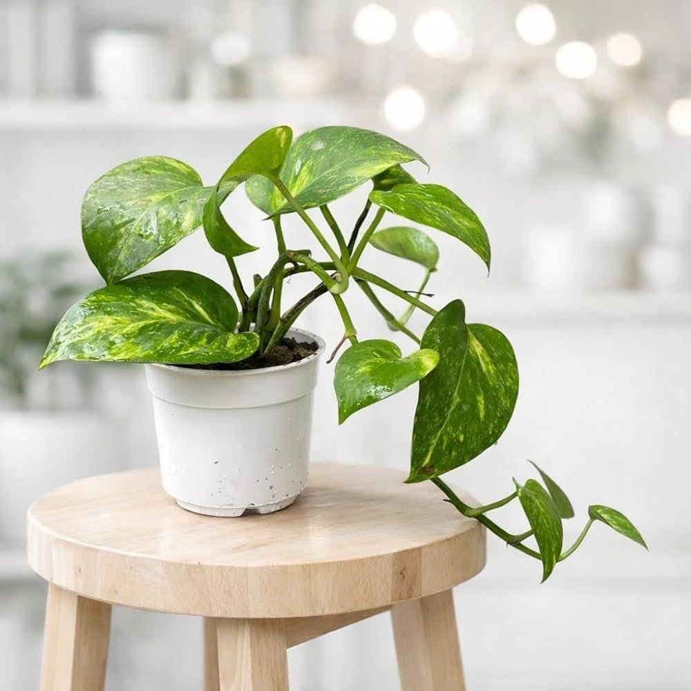 Pothos Indoor Plant for Bedroom, Home Office, Indoor Green Vine Plant (1 Healthy Live Plant)-image-20