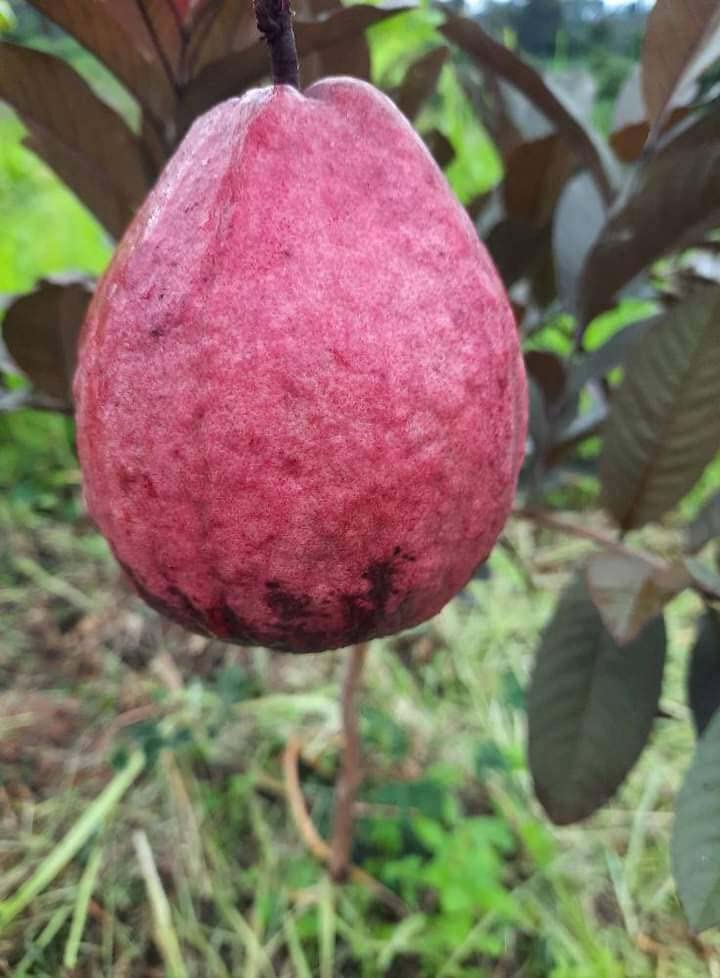See full amazon price history chart for Cloud Farm Rare Live Malaysian Black Guava/Amrud Air-layered Hybrid Outdoor Fruit Plant (1-1.5 Ft Size) Pack of 1 Heathy Live Plant Malaysian Variety CF_29 Cloud Farm Rare Live Malaysian Black Guava/Amrud Air-layered Hybrid Outdoor Fruit Plant (1-1.5 Ft Size) Pack of 1 Heathy Live Plant Malaysian Variety CF_29 (B0BR3Q2VX9) Amazon Price History, Amazon Price Tracker