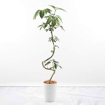 現品　ツピタンサス　27番　曲がり　シェフレラ　インテリアグリーン　観葉植物 現品 ツピタンサス 27番 曲がり シェフレラ インテリアグリーン