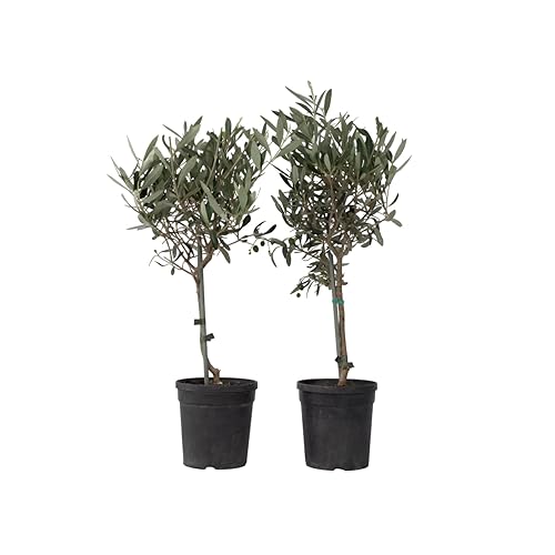 Plant in a Box - Olea Europaea - Olivier -