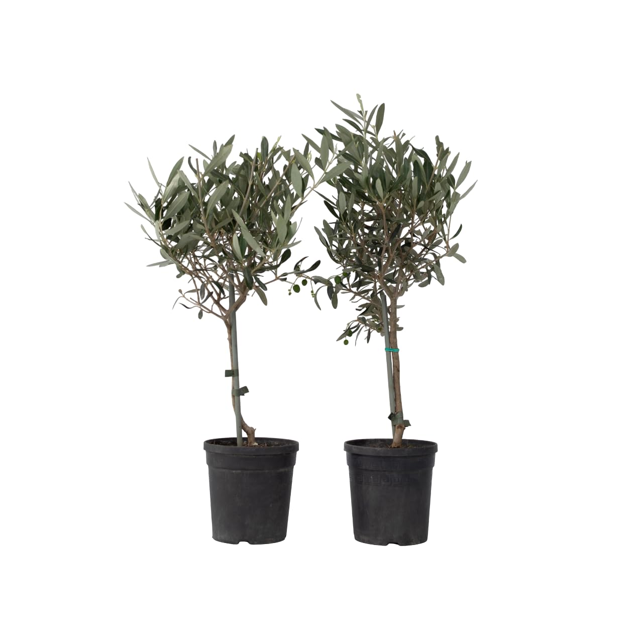 Olea Europaea Olivier exterieur Set de 2 Pot 14cm Hauteur 50-60cm