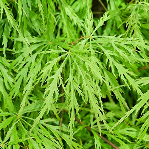 Acer palmatum Dissectum | Érable du Japon Plante de jardin à feuilles caduques Arbuste en pot