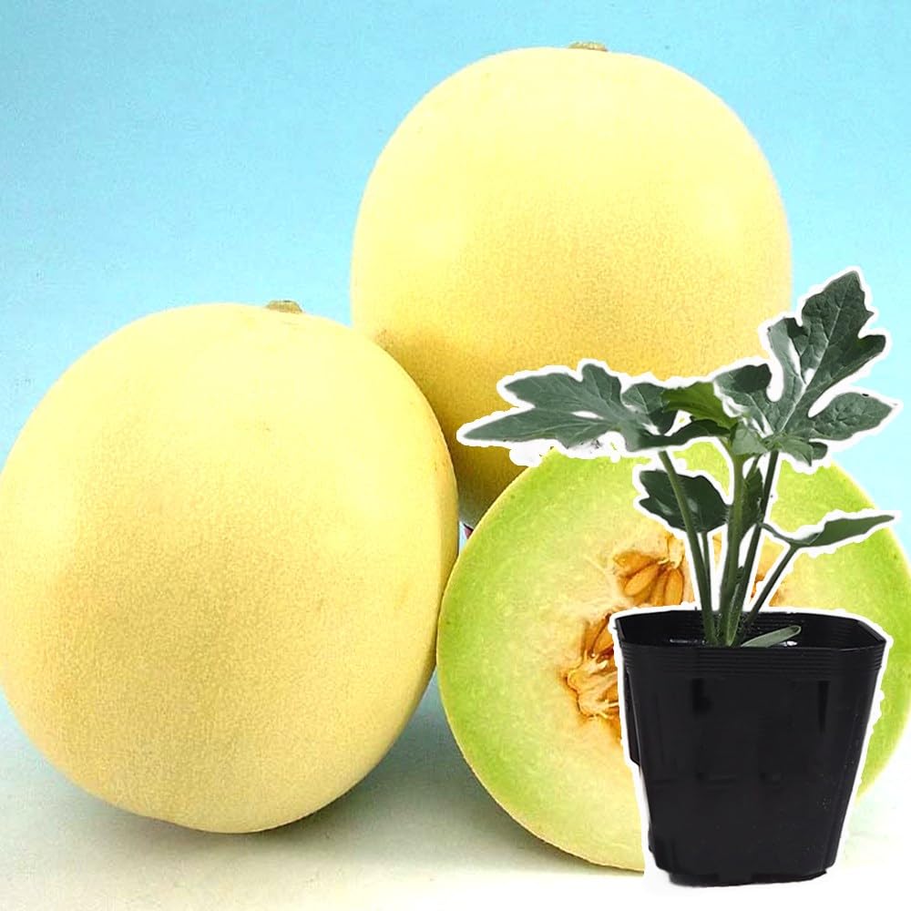 Amazon.co.jp: ITANSE 極甘らくらくメロンの苗【野菜苗 3号 自