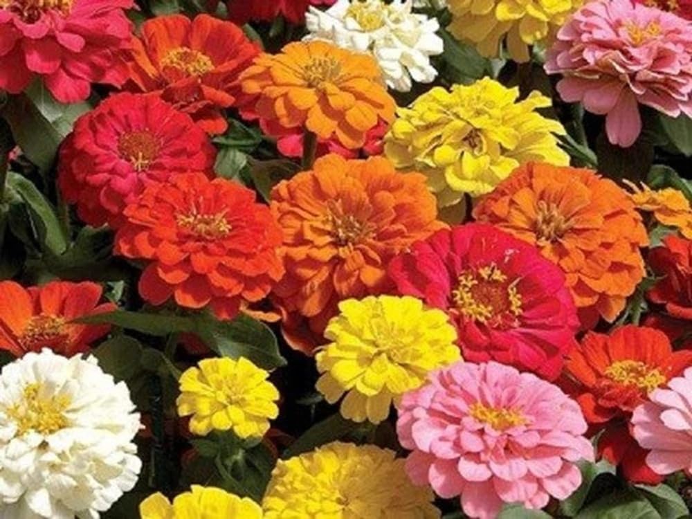 Zinnia California Giant Mix Seeds2Go