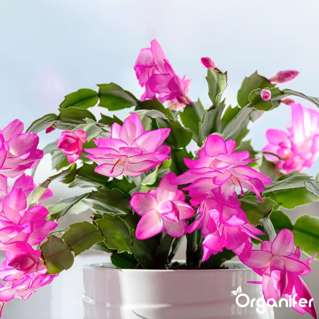 Weihnachtskaktus Flüssigdünger, 3L, Organisch, für Schlumbergera, Winterblüte, Vinassefrei