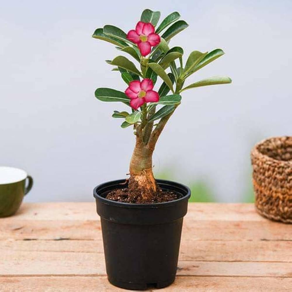 Adenium Desert Rose Live Flowering Succulent Plant in Pot A12XF | Air Purifying, Indoor & Outdoor, Easy Care, Home & Garden Decor, Healthy Live Plant-image-18
