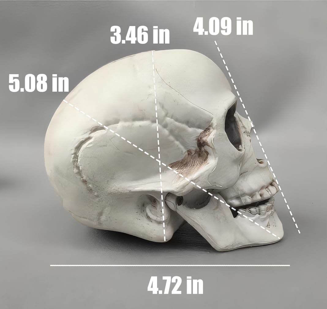 Teschi Piccoli per Decorazioni di Halloween, scheletri Finti in plastica da 12,7 cm, Mini Teschi per lavoretti, Decorazioni di Halloween per Esterni, Teschi Umani in Miniatura Real