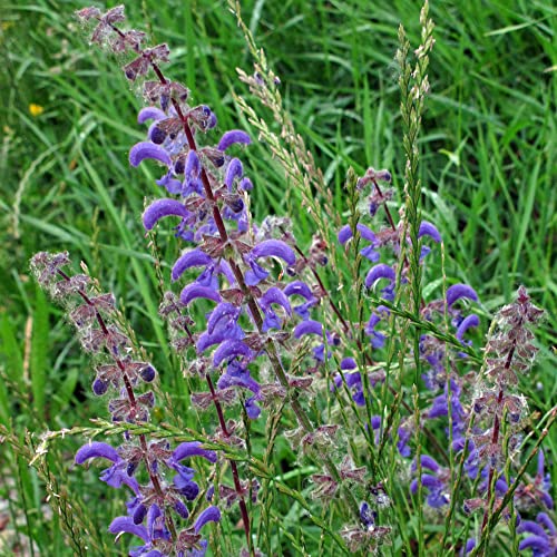 Wilder Salbei (Salvia pratensis) - ca. 200 Samen