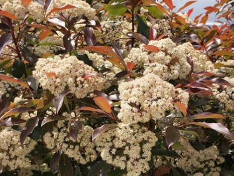 Amazon Co Jp 6か月枯れ保証 生垣樹木 カナメモチ 0 5m 本セット Diy 工具 ガーデン