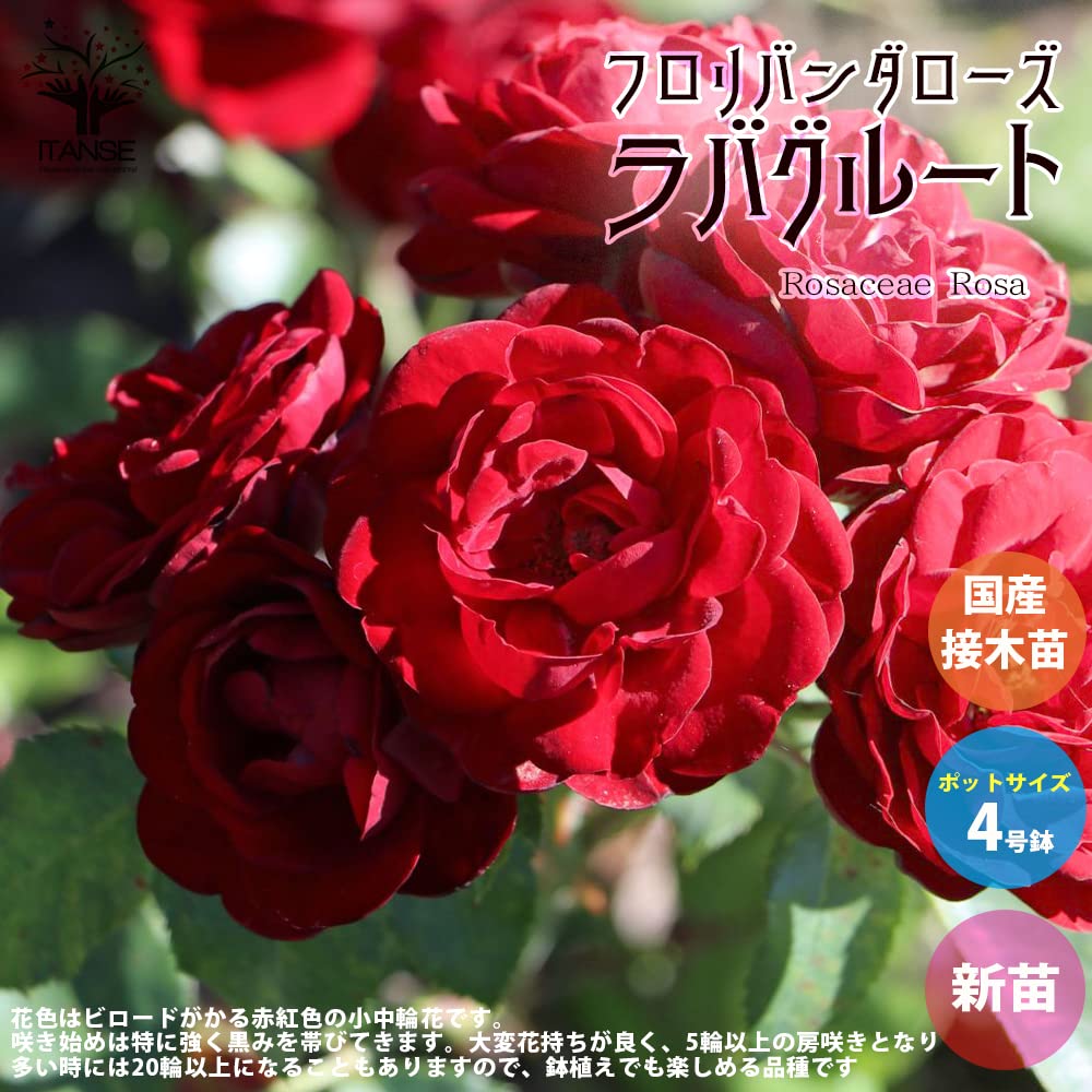 Amazon.co.jp: ITANSE 薔薇 ラバグルート 4号 1個売り[花木苗