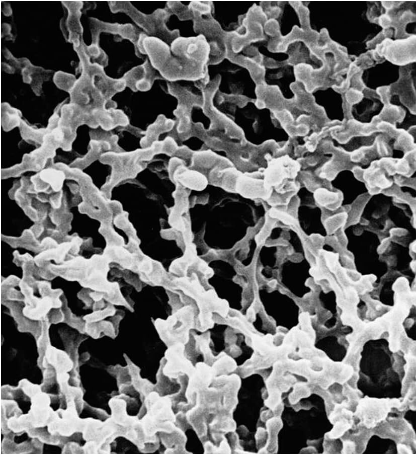 EMD Millipore MF-Millipore AAWP02500 Mixed Cellulose Ester Filter Membrane, Hydrophilic, 0.8µm Pore Size, 25mm Filter Diameter, White, Plain Surface (Pack of 100)