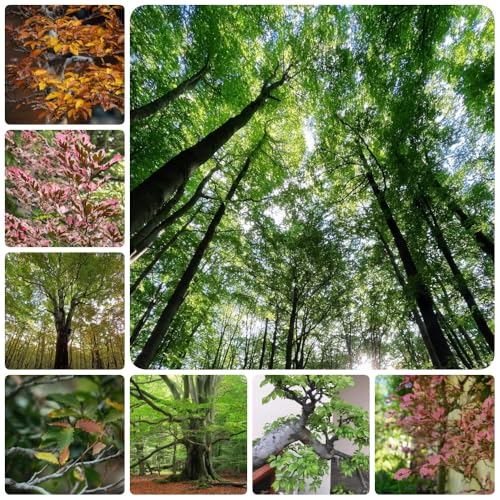 Semillas de haya europea, Fagus sylvatica, orgánicas Comprar un haya común semillas de resistentes de balcón 50pcs