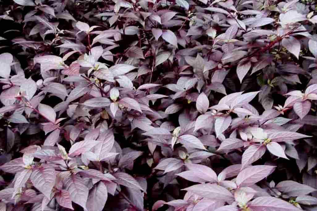 Indiana Joy Weed Joseph's Coat Calico plant Copperleaf Bloodleaf Alternanthera brasiliana Live Plant_Odiplantz