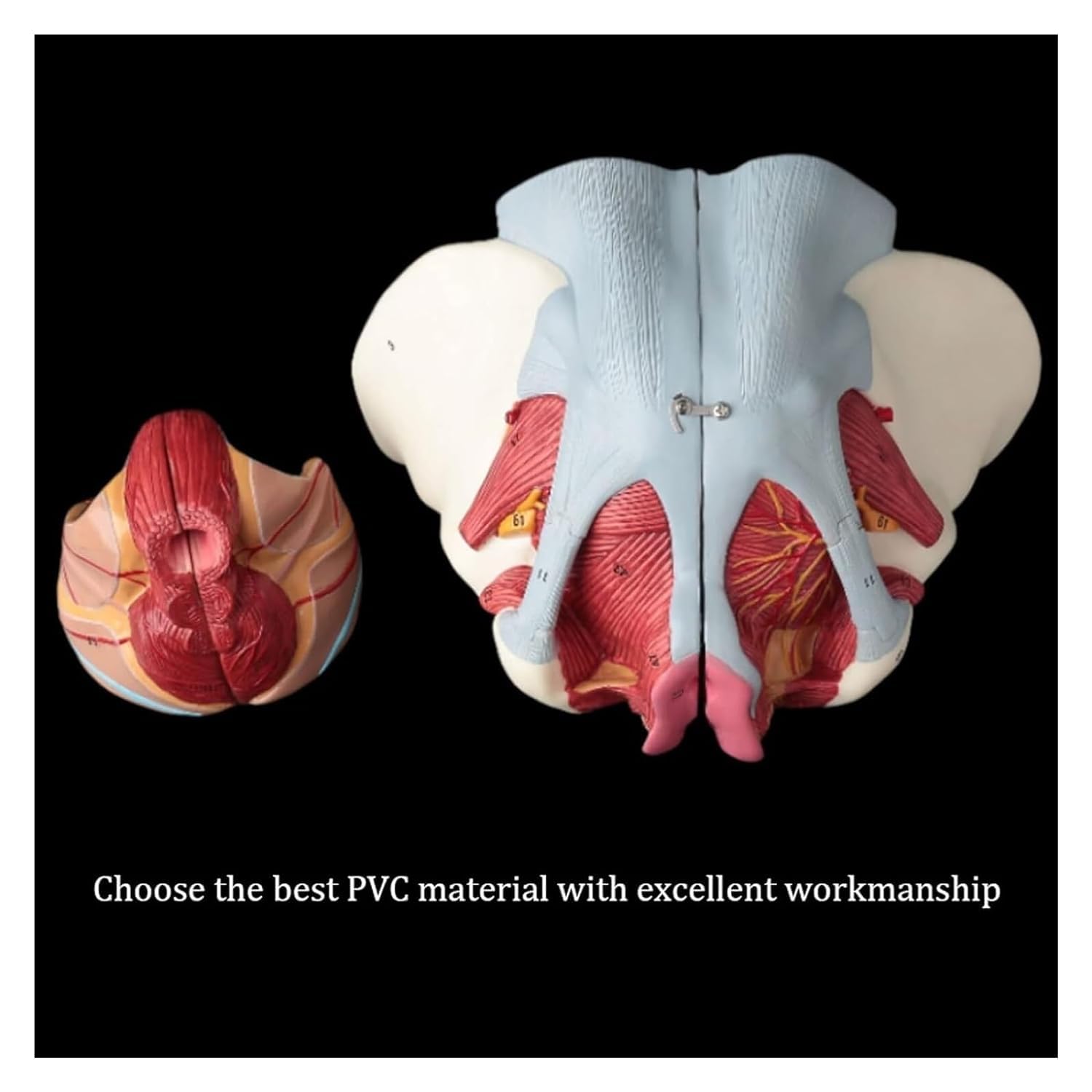 Amazon.co.jp: 解剖模型 女性医療解剖学的骨盤モデル生殖器血管神経筋