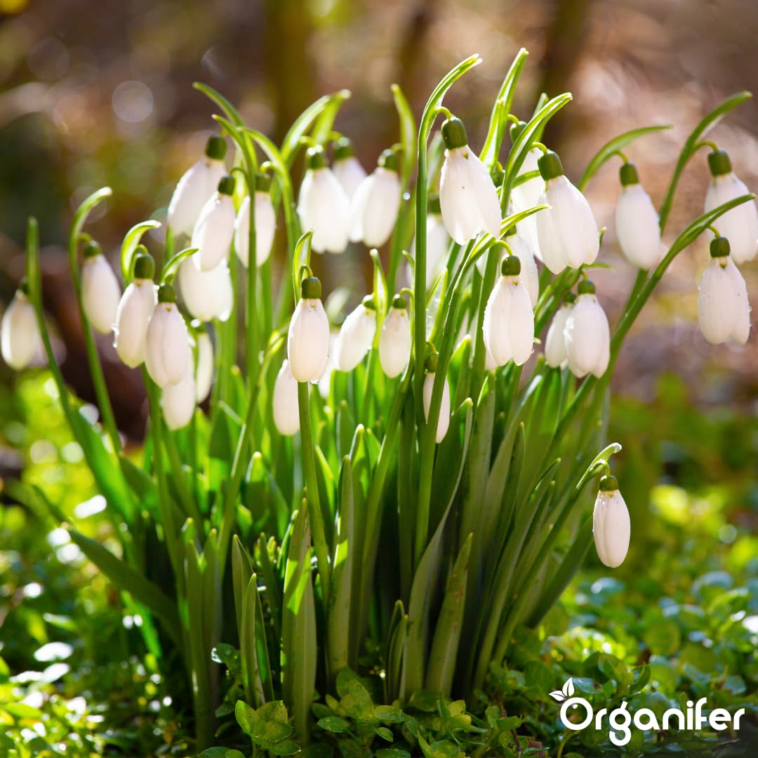 Fertilizante Líquido - 4x1L - Para Floración Precoz - NPK 3-4-3 | Plantas Vigorosas Y Floración Duradera - Organifer