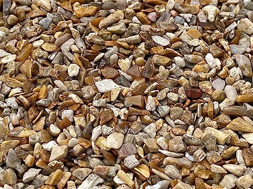 Image of Natural Semi Tumbled Fossil Coral Gemstone Chips - 2 oz Lot, Undrilled Crystal Chips
