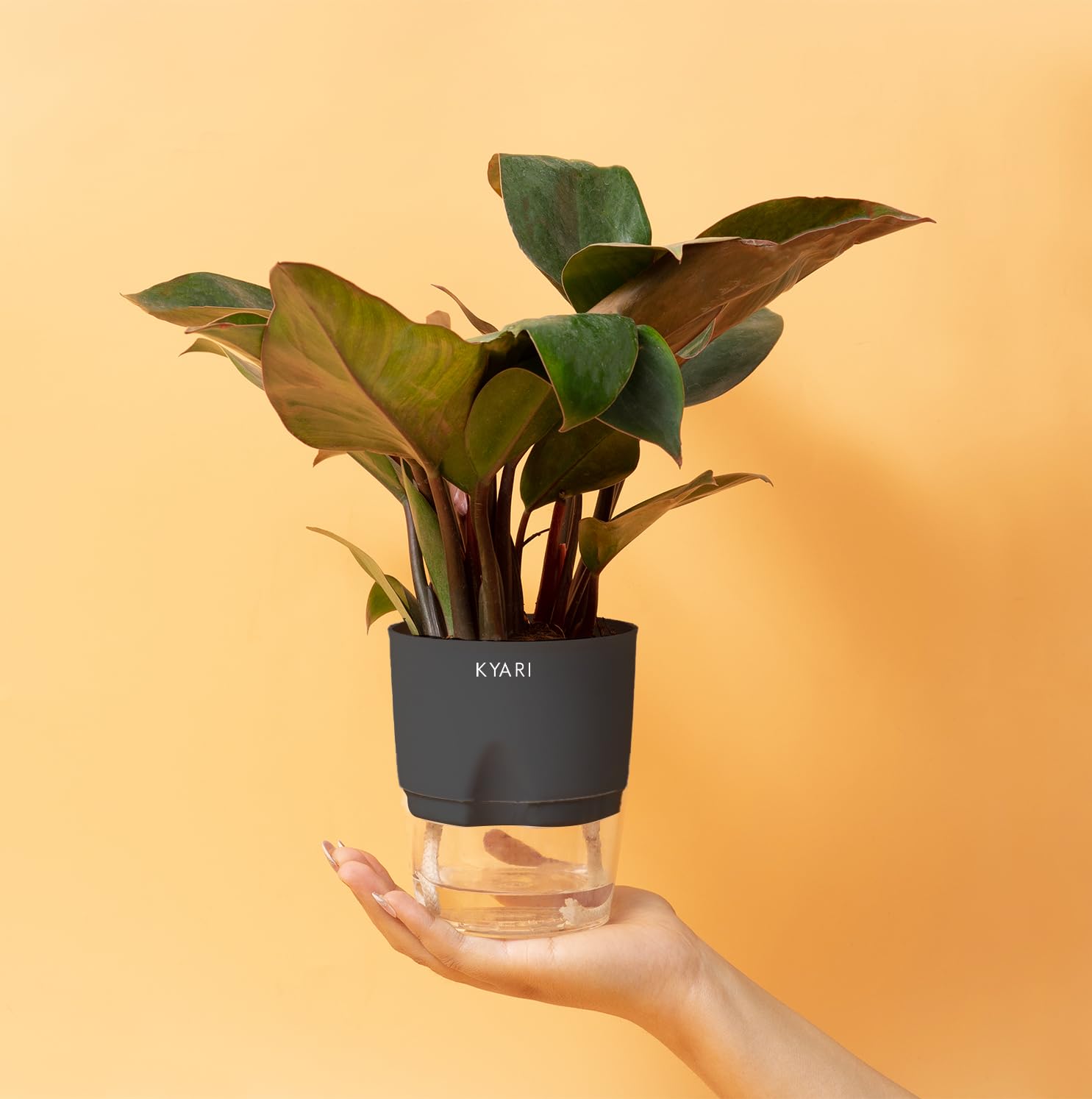 KYARI Philodendron Red Indoor Plants for Living Room | Live Plants | Plants with Grey Self Watering Pot for Home | Air purifier plants | Plants for Home Decor | Plants for Garden & bedroom (B0BM68WMBL) Amazon Price History, Amazon Price Tracker