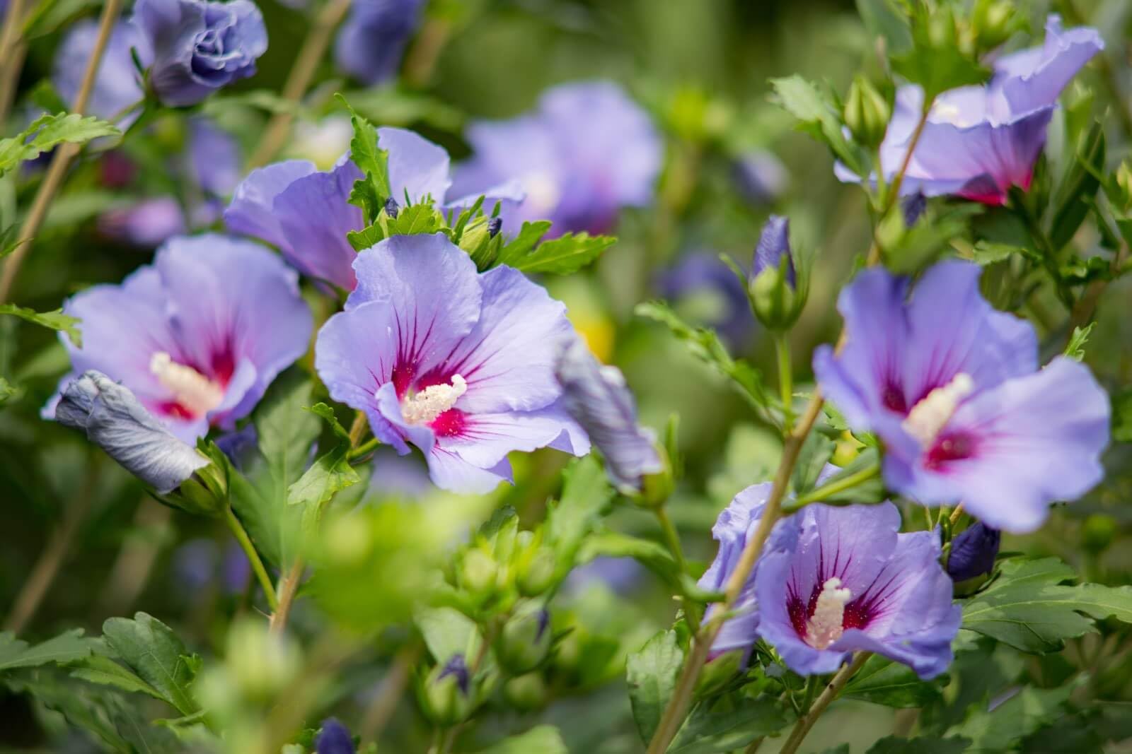 Adhikaryshop Live Purple Hibiscus Flower Plant Grows Easily In Any Environment Hybrid Healthy Original Variety Plant Height 1 to 2 feet Pack of 1(Ready To Blooming) (B0CKLTBC1T) Amazon Price History, Amazon Price Tracker