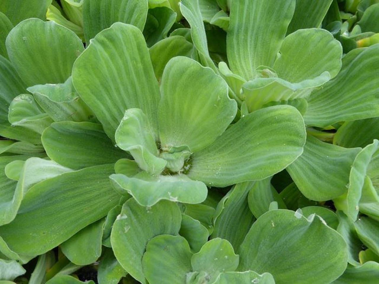 Floating Water Lettuce Plants, 2 Live plants, Aquarium Water Purification (B0CZNQ2HGW) Amazon Price History, Amazon Price Tracker