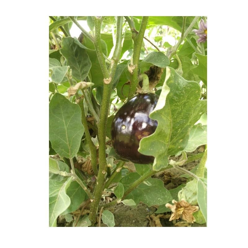Sachet de graines d'Aubergine Bonica - HYBRIDE F1- Les Graines Bocquet
