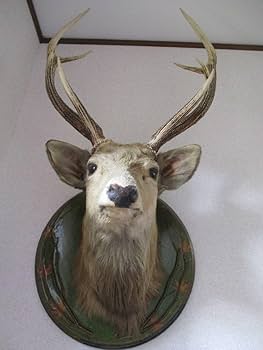 Amazon.co.jp: 【エゾシカ剥製】壁掛け美形オス雄角ツノ鹿シカしか