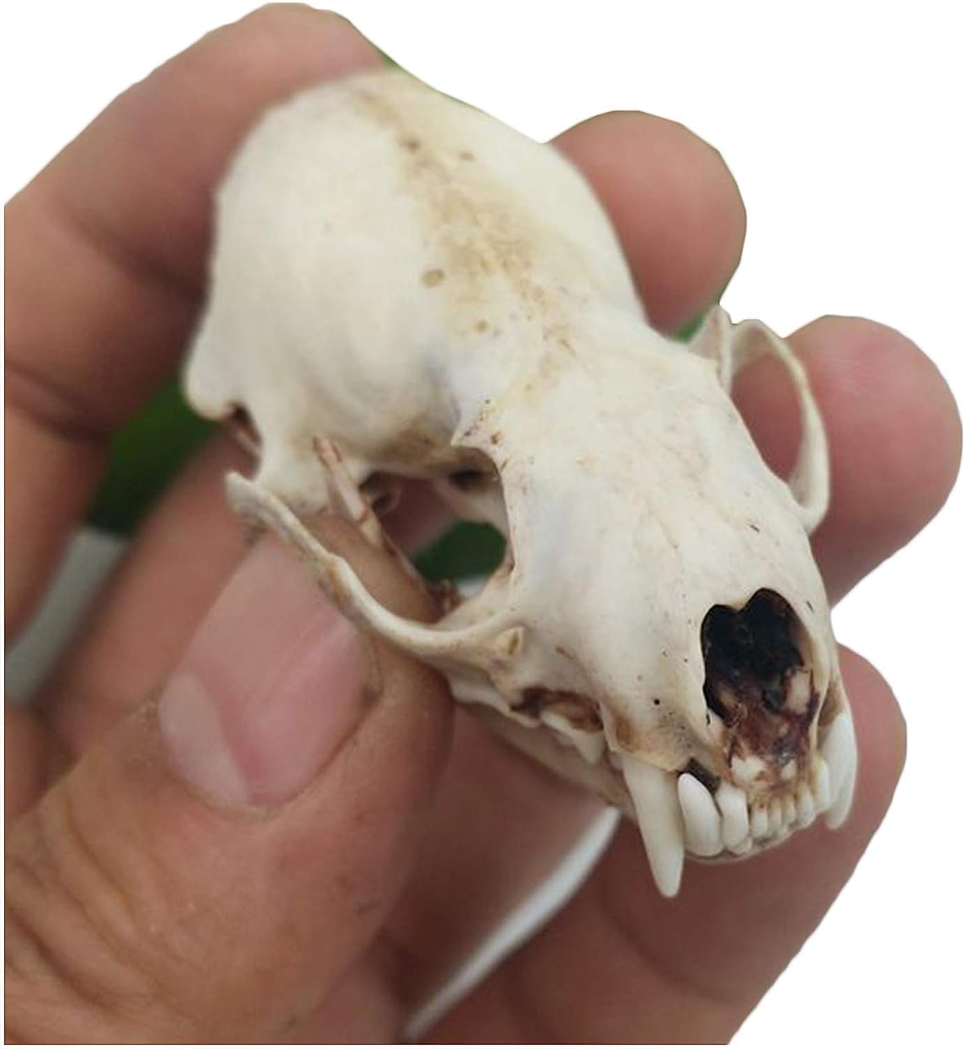 Amazon.co.jp: イタチの頭蓋骨標本モデル、動物の頭蓋骨剥製