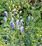 eisenhut gift kaufen natürliche Freilandaufzucht Eisenhut Bicolor - Aconitum napellus - Gartenpflanze