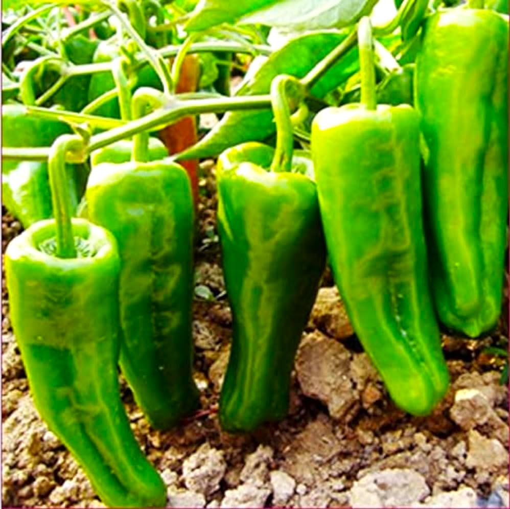 Surajmukhi "F1 Hybrid" Chilli Seeds, Hot Pepper Chili Seeds for Home Garden, Vegetable Seeds for Planting, (Hari Mirch) seeds For Kitchen gardening (Achari Mirch) (B0D8B6VJ89) Amazon Price History, Amazon Price Tracker