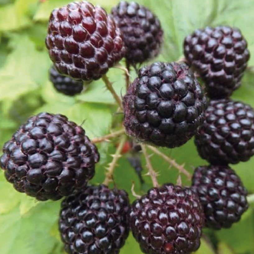 bijou noir framboise noir 2 l