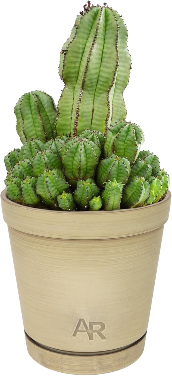 Altman Plants Euphorbia anoplia Live Plant Decor, Exotic Plants, Cacti Plants Live Succulents Plants Live Plants Indoor Plants Live Houseplants, Live Indoor House Plants Real Plants Indoor Live Plants