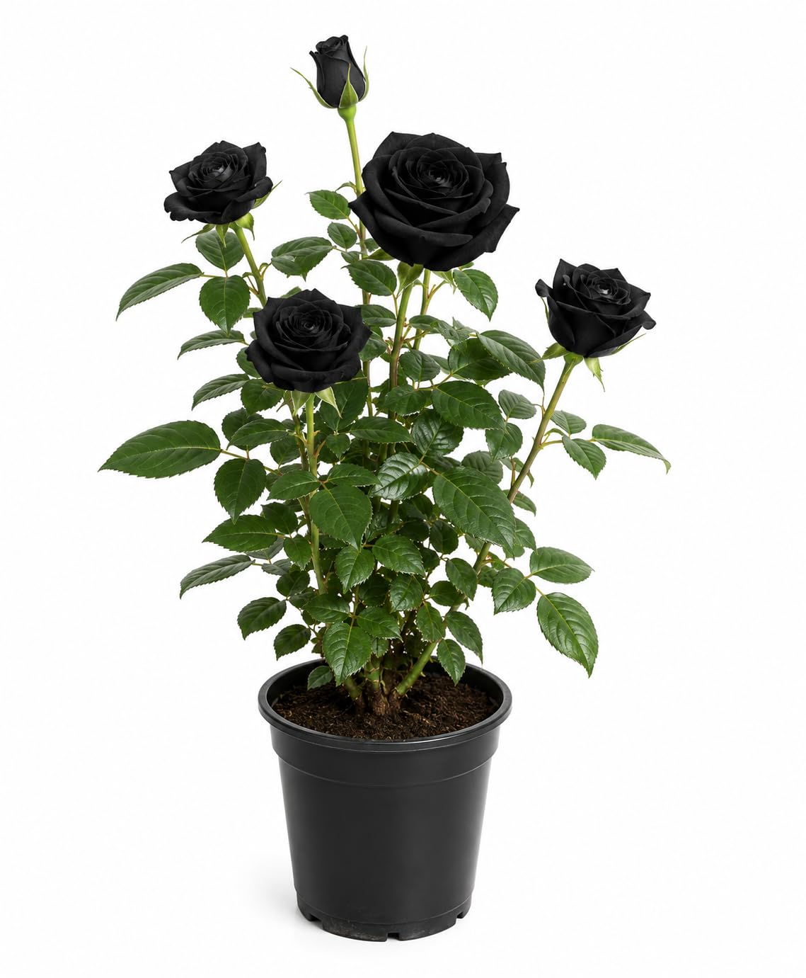 Rare Black Rose Live Plant with Free 4 Inch Pot | Pack of 1 Healthy Flowering Plant for Home Garden, Balcony, Terrace & Outdoor Decoration-image-23