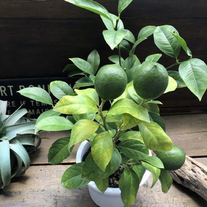 Amazon.co.jp: 実付き レモンの木 リスボン 檸檬の木 5号 : DIY・工具
