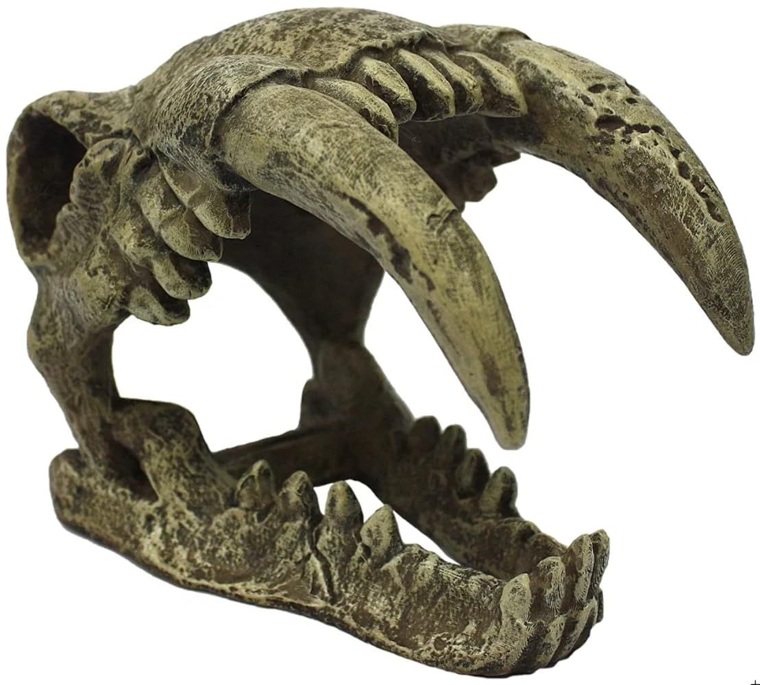 Komodo Larger Saber Tooth Skull
