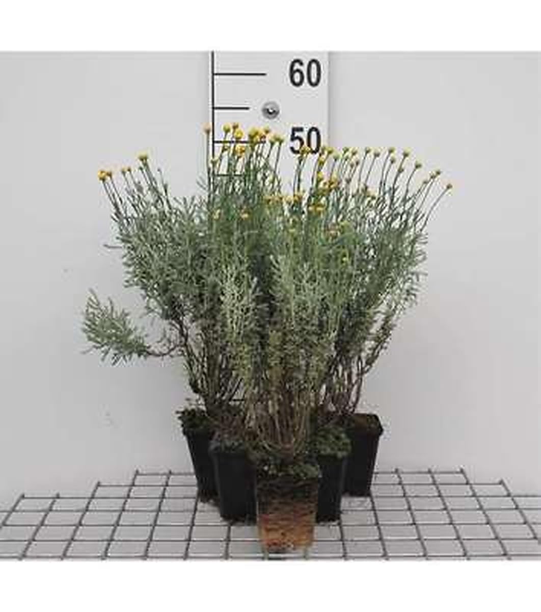 6x Fleur de houx - Santolina chamaecyparissus | 9x9 cm pot