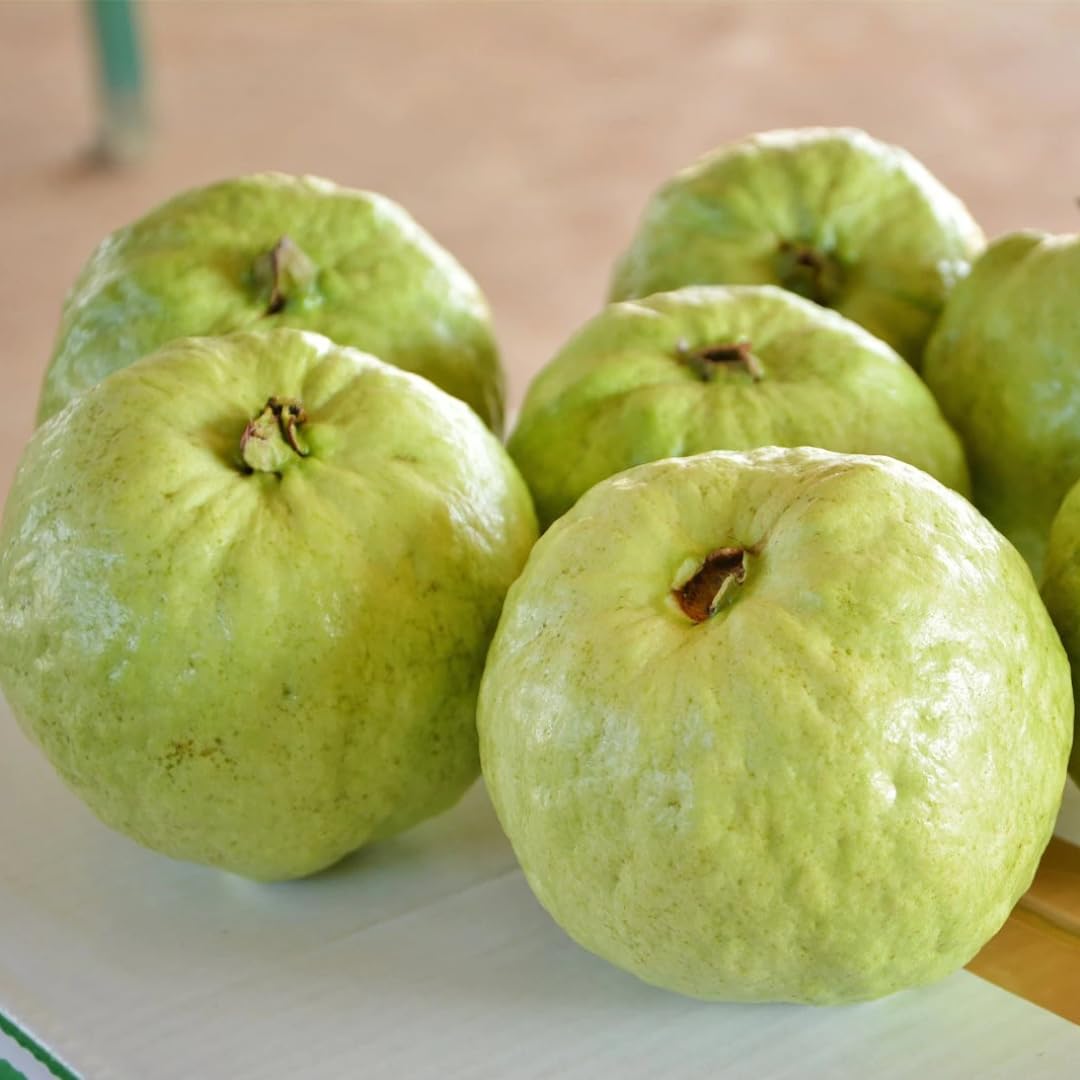 M-Tech Gardens Rare Guava Fruit Plant (Thai Super, Hybrid) Exotic 1 Live Fruit Plant (B07KRHHRQF) Amazon Price History, Amazon Price Tracker