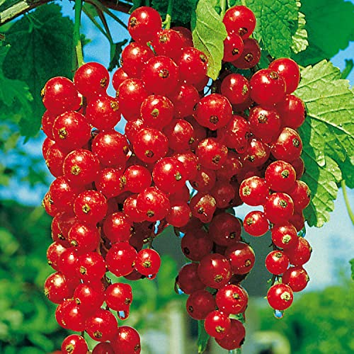 Rote Johannisbeere 'Rovada' - Hochstamm