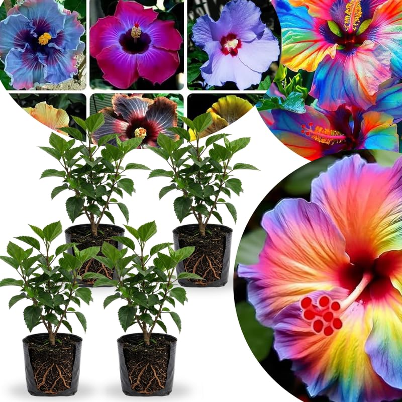 Combo 4 Hardy Hibiscus Plants Live 48 Inches Tall Full-Sun Blooming Flower Shrubs for Indoor Outdoor Garden and Patio Growing (Random Hibiscus)
