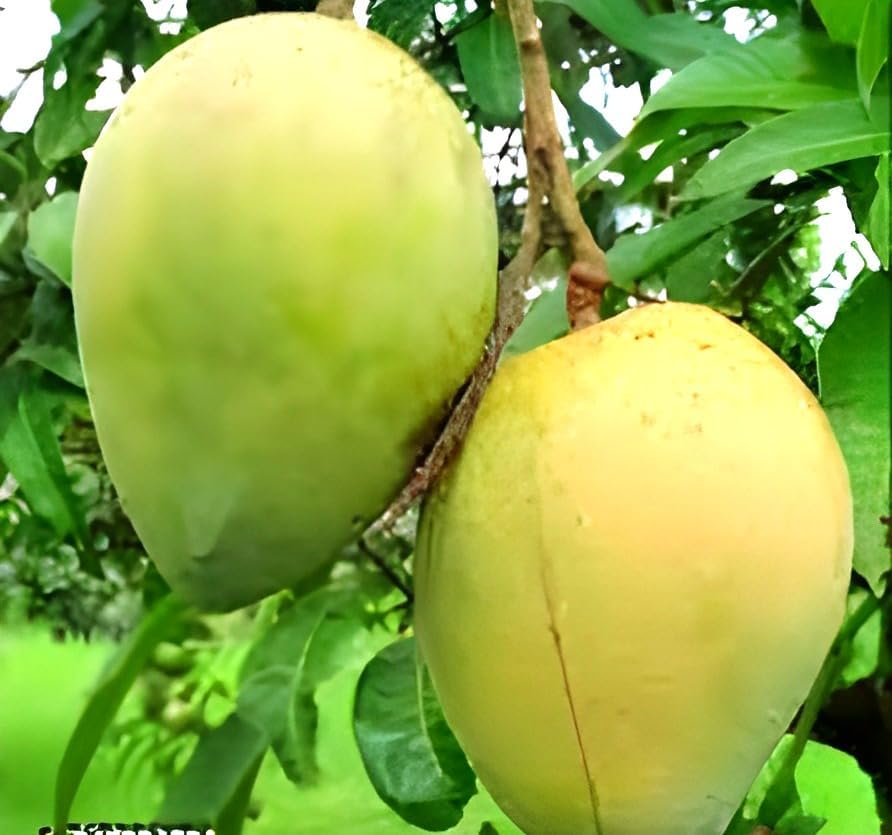 Image of Sweet Tasty Delicious Kesar Mango Plant Healthy Live Plant || For Home Garden Plant || Fresh Most Expensive Variety || Grafted Live Plant