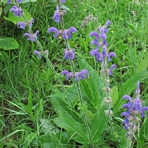 Wilder Salbei (Salvia pratensis) - ca. 200 Samen