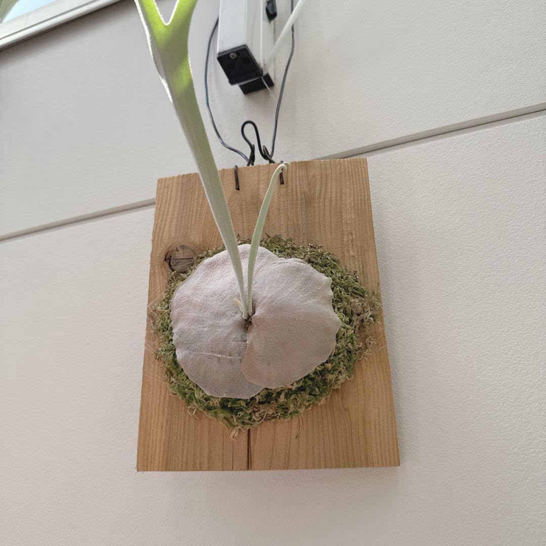 ビカクシダ veitchii wild vp#0 steel ビカクシダ veitchii wild vp#0